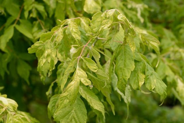 Box elder 'Kelly's Gold'