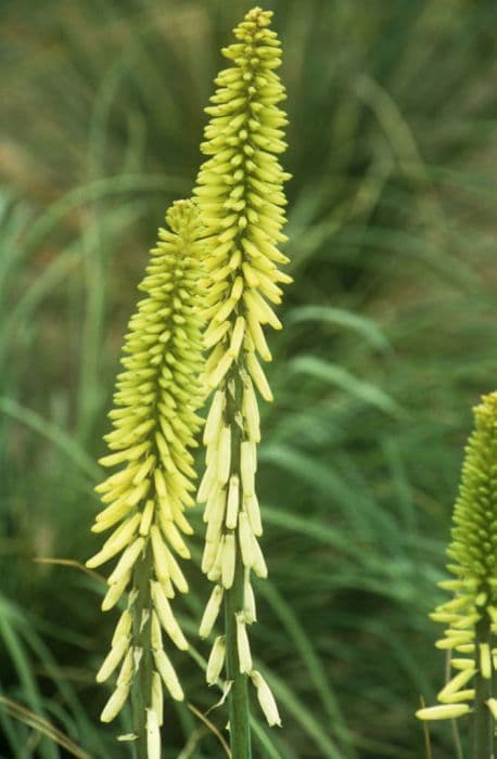 red-hot poker 'Little Maid'