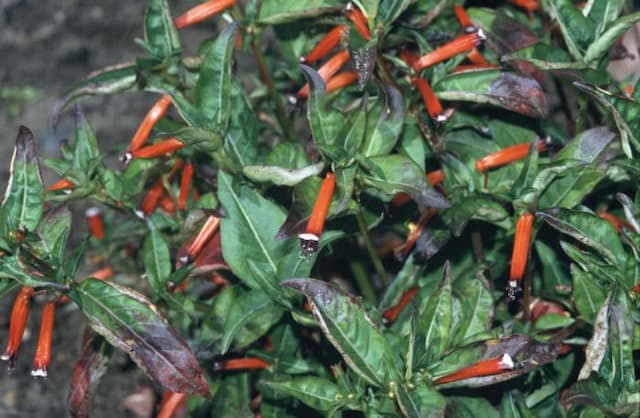 Cigar plant