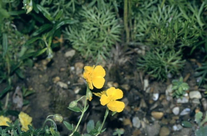 rock rose 'Amy Baring'