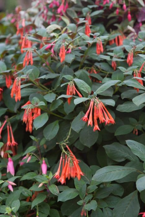 fuchsia 'Coralle'