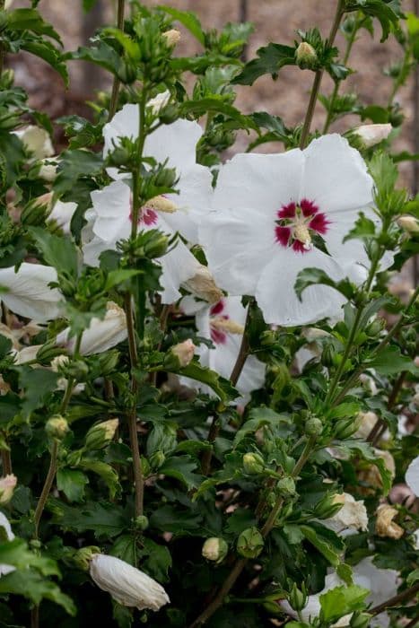 rose of Sharon 'Red Heart'