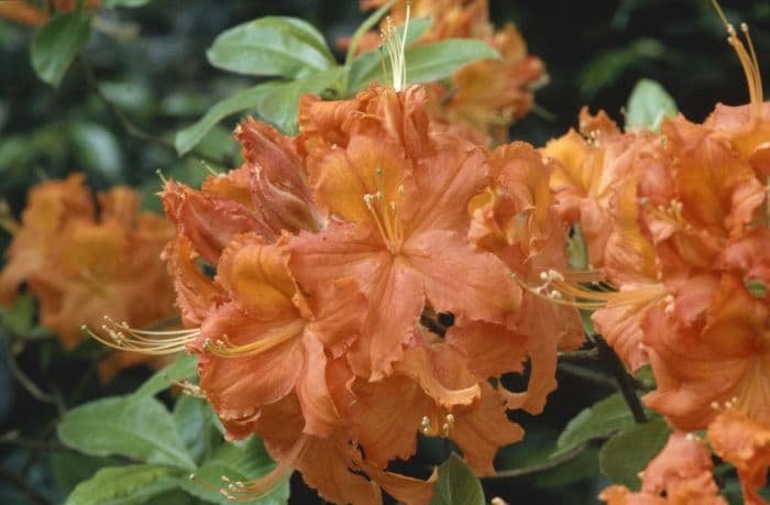 rhododendron 'Spek's Orange'