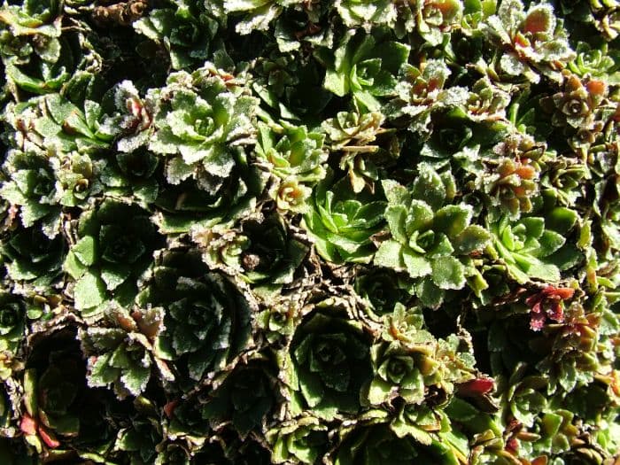 lifelong saxifrage 'Venetia'