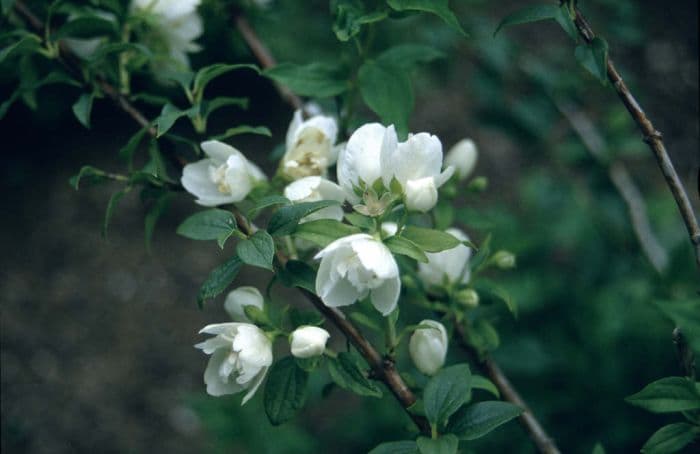 mock orange 'Manteau d'Hermine'