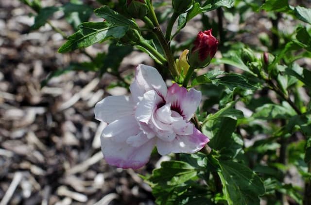 Rose of Sharon 'Lady Stanley'