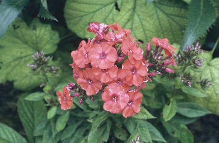 perennial phlox 'Prince of Orange'