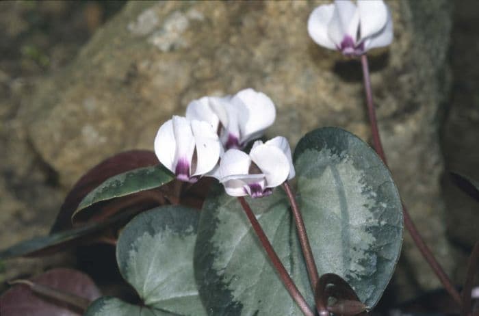 cyclamen 'Maurice Dryden'