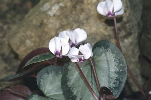 Cyclamen 'Maurice Dryden'