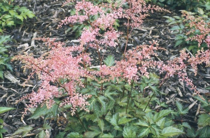 astilbe 'Bronce Elegans'