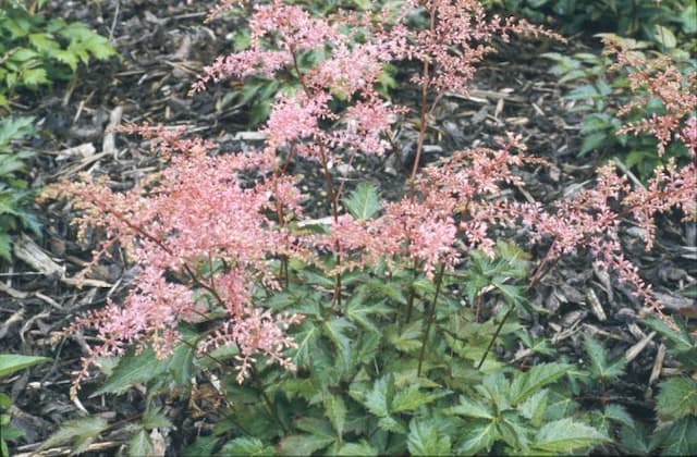 Astilbe 'Bronce Elegans'