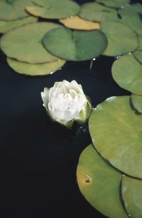 waterlily 'Gonnère'