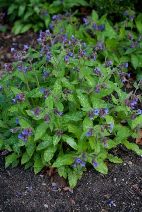 lungwort 'Roy Davidson'