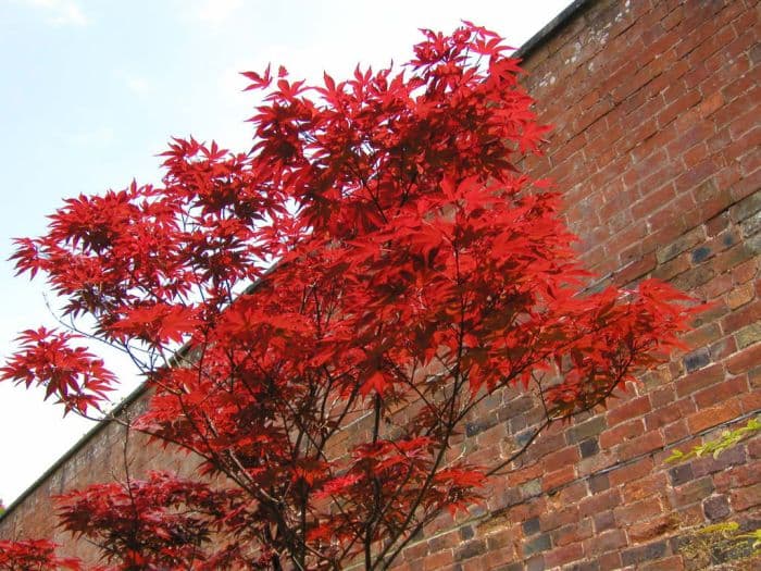 purple Japanese maple