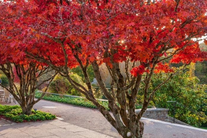 Japanese maple 'Osakazuki'