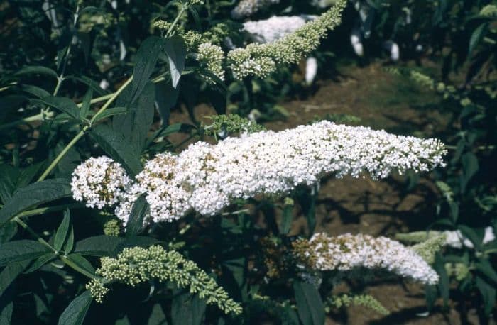 butterfly bush 'White Profusion'