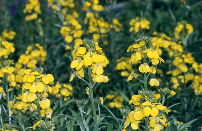 wallflower 'Bredon'