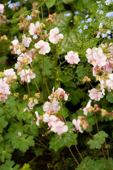 Cranesbill 'Biokovo'