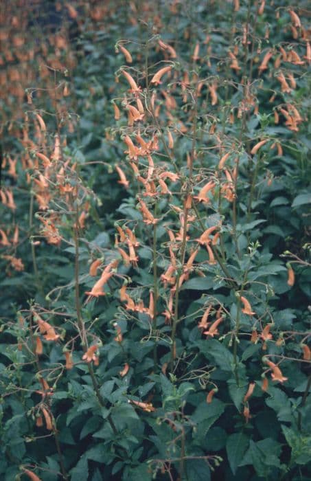 Cape figwort 'Salmon Leap'