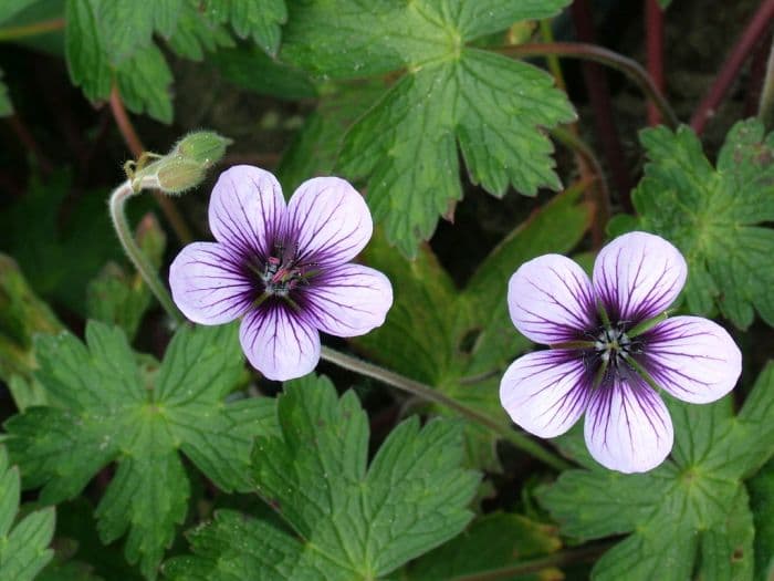 cranesbill 'Salome'