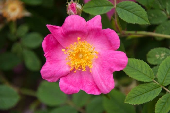 rose 'Andersonii'