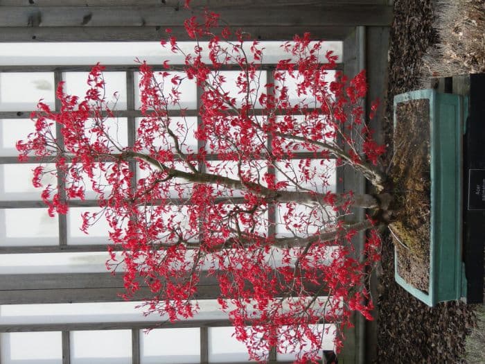 Japanese maple 'Deshojo'