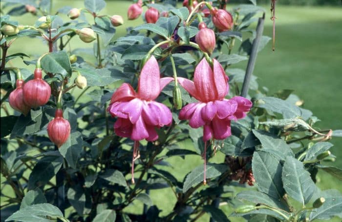 fuchsia 'Winston Churchill'