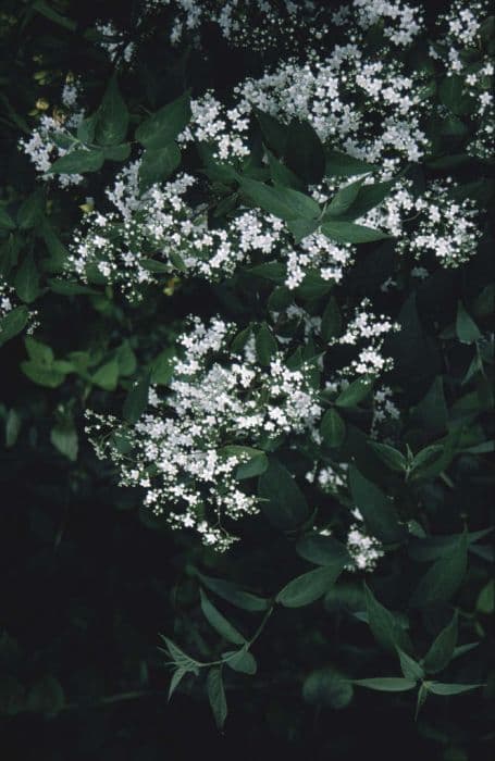 corymbose deutzia