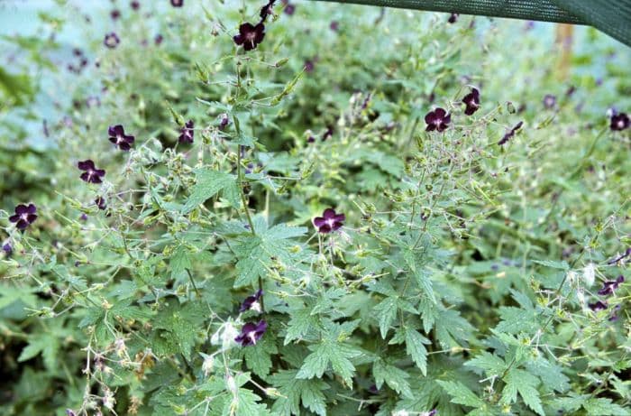 leaden dusky cranesbill