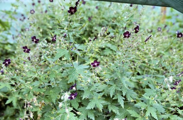 Leaden dusky cranesbill