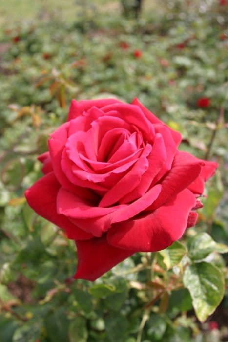 Rose [Loving Memory]