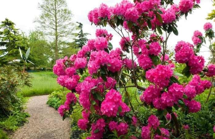 rhododendron 'Cynthia'