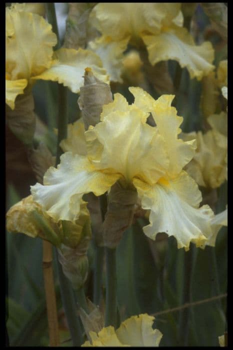 iris 'Early Light'