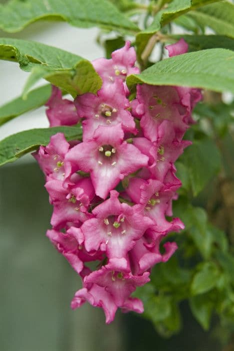 butterfly bush 'Kewensis'