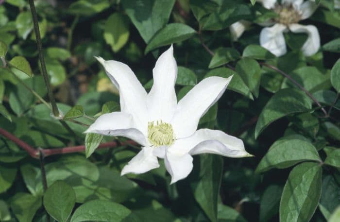 clematis 'Huldine'