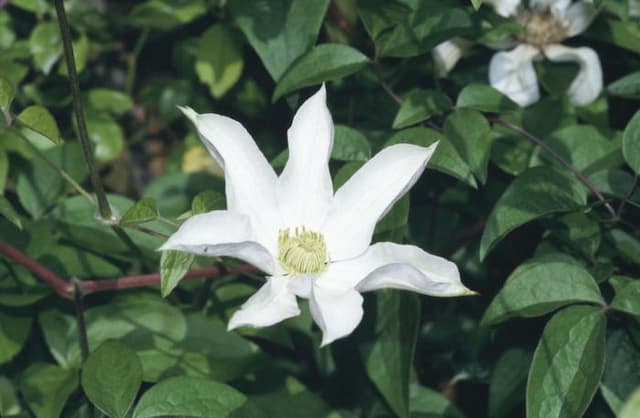 Clematis 'Huldine'