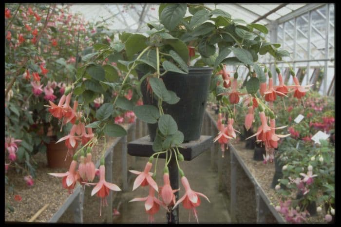 fuchsia 'Coachman'