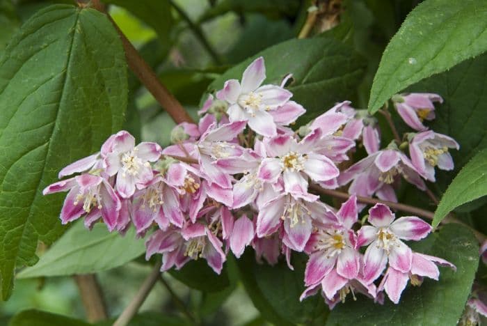 deutzia 'Magicien'