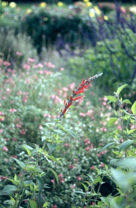 pineapple-scented sage 'Scarlet Pineapple'