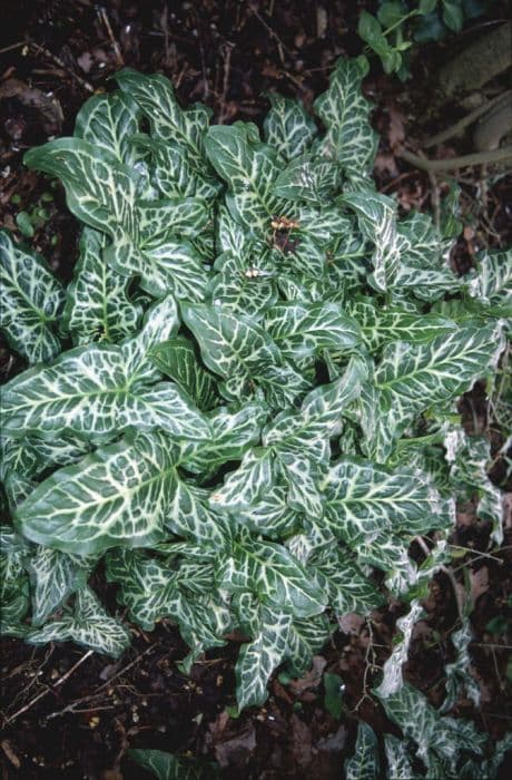 Italian arum 'Marmoratum'