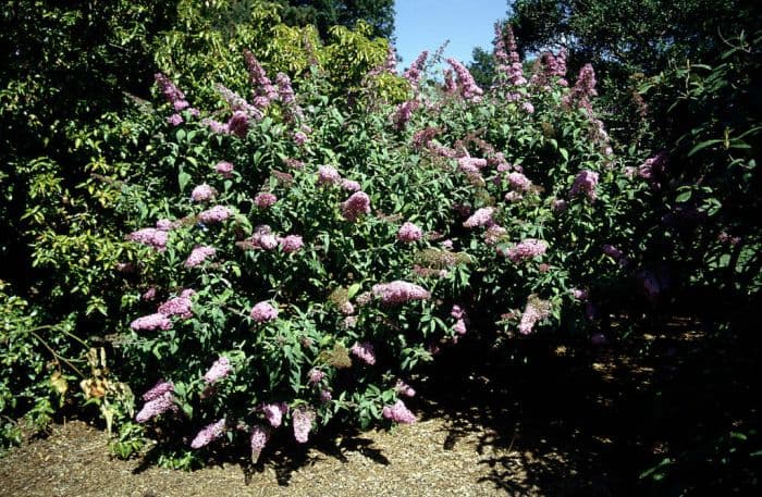 butterfly bush 'Pink Delight'