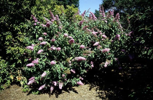 Butterfly bush 'Pink Delight'