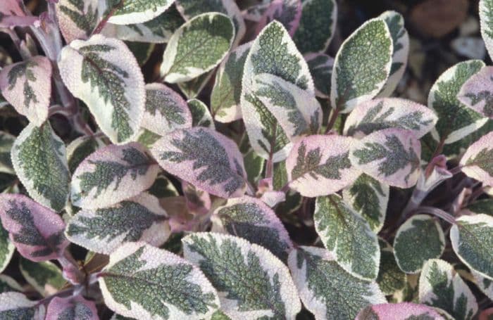 common sage 'Tricolor'