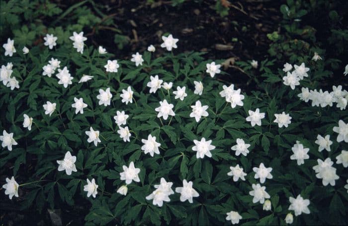 wood anemone 'Vestal'