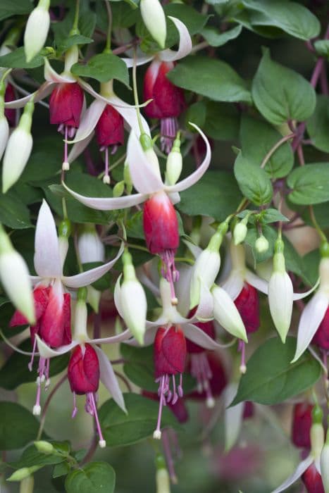 Fuchsia 'Frosted Flame'
