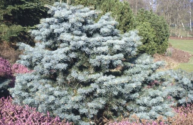 Compact white fir