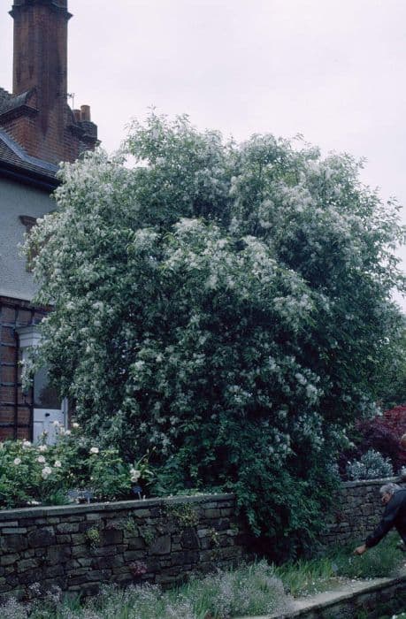 lacebark 'Glory of Amlwch'