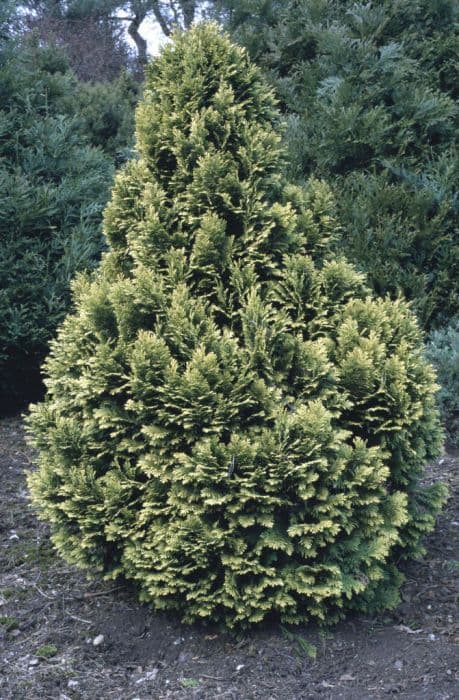 Lawson's cypress 'Lutea Nana'