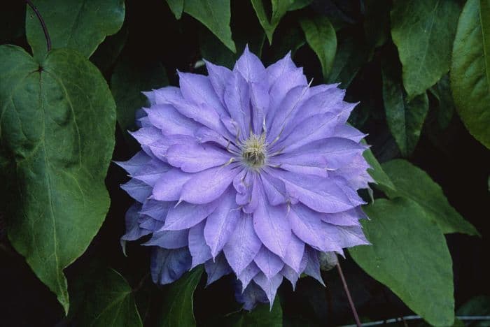 clematis 'Countess of Lovelace'