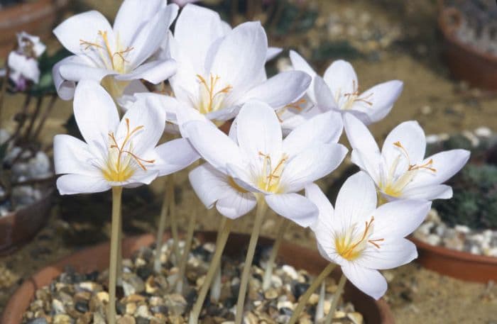 crocus 'Zephyr'